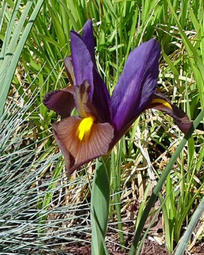 Iris holl. eye of tiger.jpg